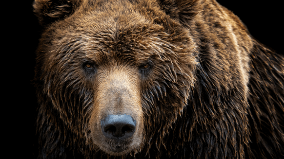 Oil Enters Bear Market