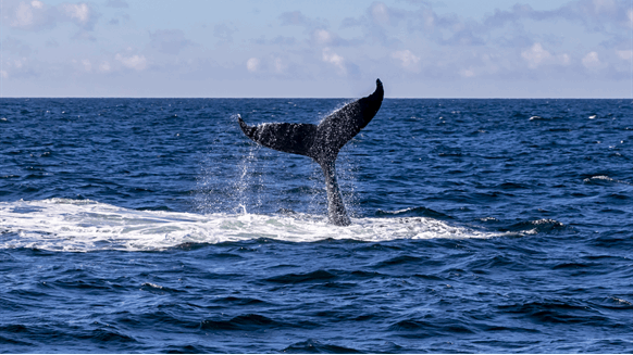 Gate Grabs Whale Commissioning Deal