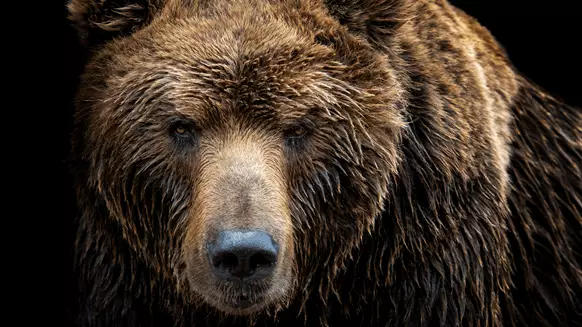 Oil Market Runs Out of Bears