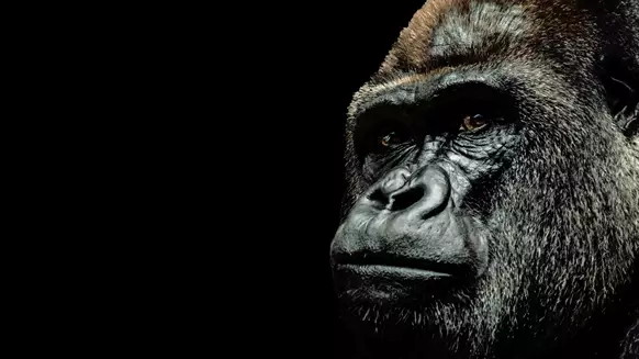 The 800lb Gorilla That's Spooking Investors - Vimarsana News