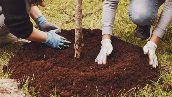 Apache Corp Opens Tree Grant Program Application - Vimarsana News