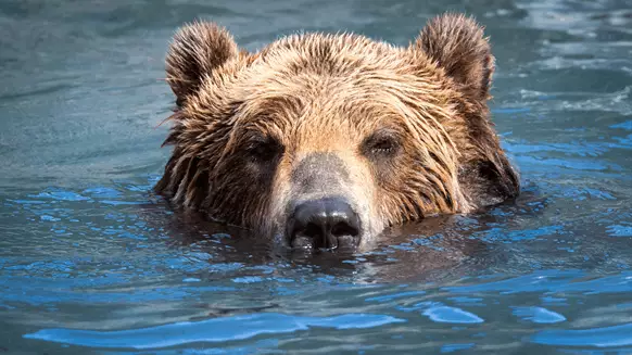 Bears Get the Windfall They Wanted - Vimarsana News