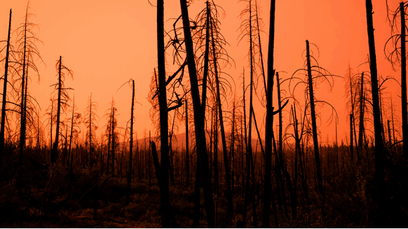 Texas Oil Regulator Says Prep Helped Sector Get Through Wildfires - Vimarsana News