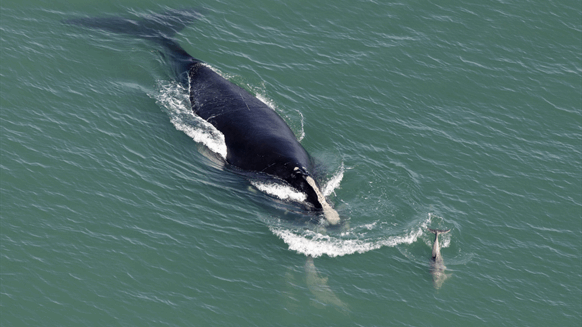 US Units Technique to Guarantee Endangered Whales Are Protected from Wind Growth